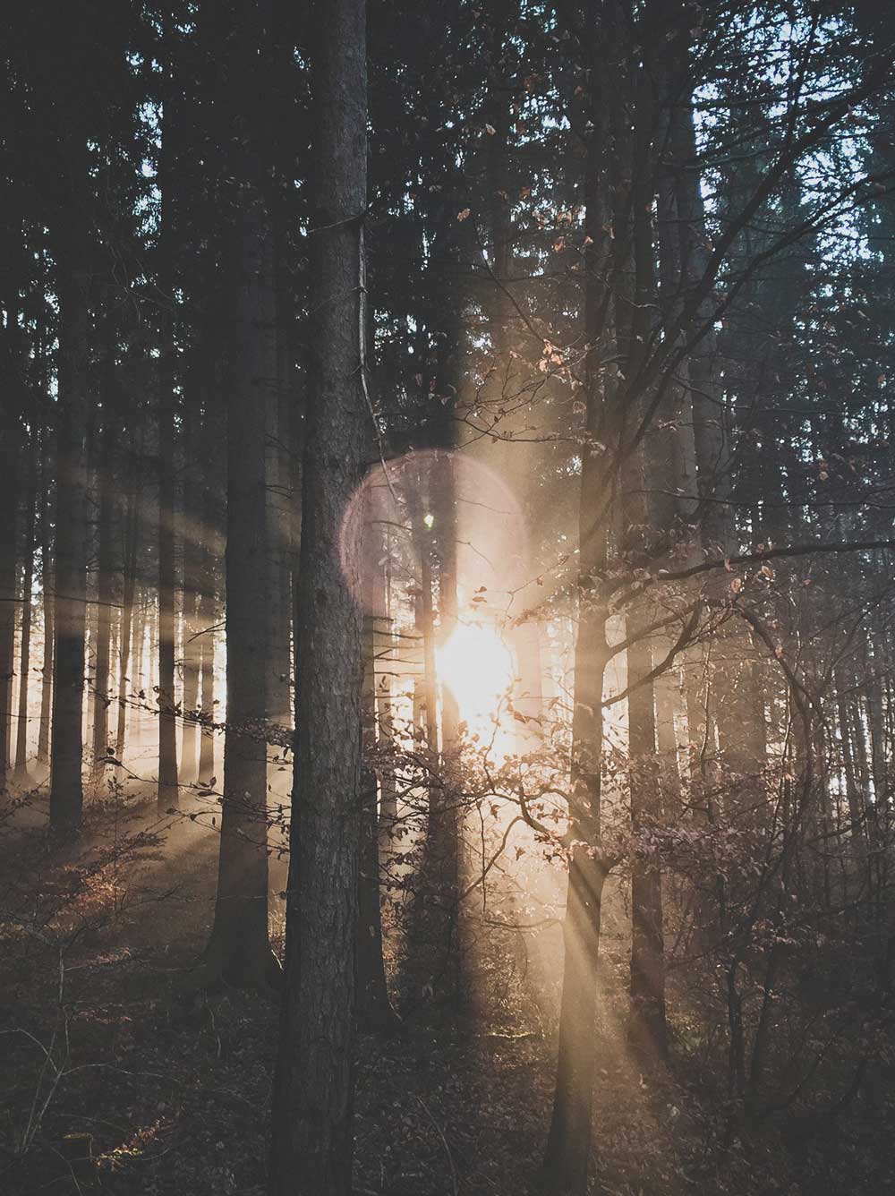 The sun setting through a dense forest of trees.